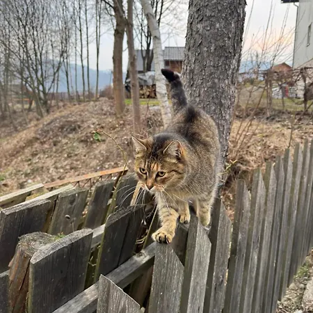 Apartamento Agroturystyka U Gazdy, Wisla - Nocleg Ze Sniadaniem, 1 Km Od Stoku, Idealny Dla Rodzin Z Dziecmi, Domek Z Balia & Apartamenty Wisła