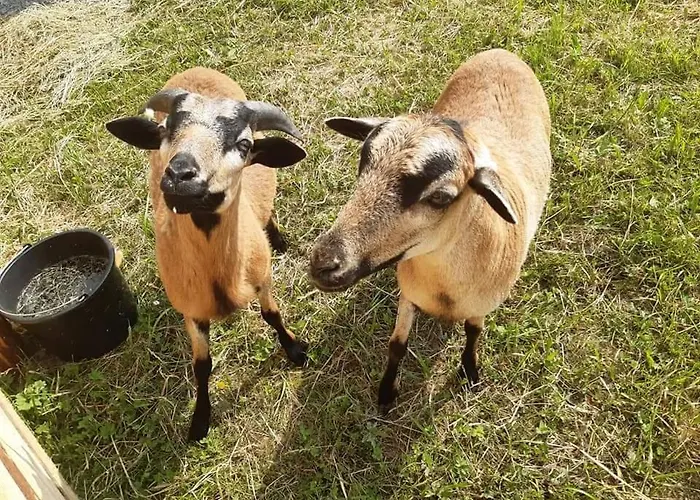 U Gazdy, - Ze Sniadaniem, 1 Km Od Stoku, Idealny Dla Rodzin Z Dziecmi, Z Balia & * Visla