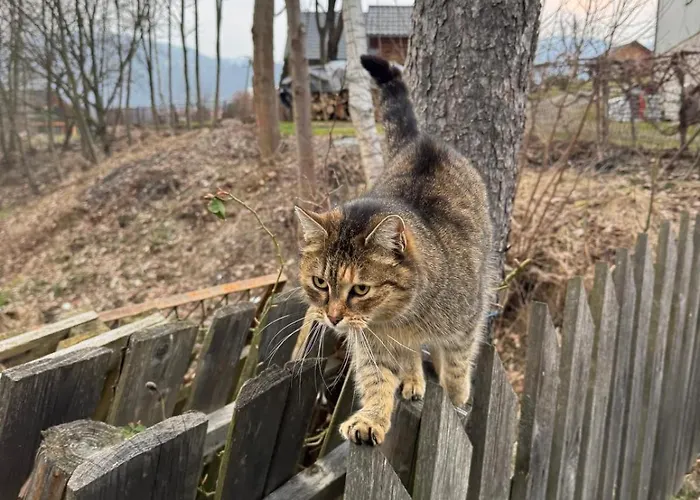 Apartmán U Gazdy, - Ze Sniadaniem, 1 Km Od Stoku, Idealny Dla Rodzin Z Dziecmi, Z Balia & Visla