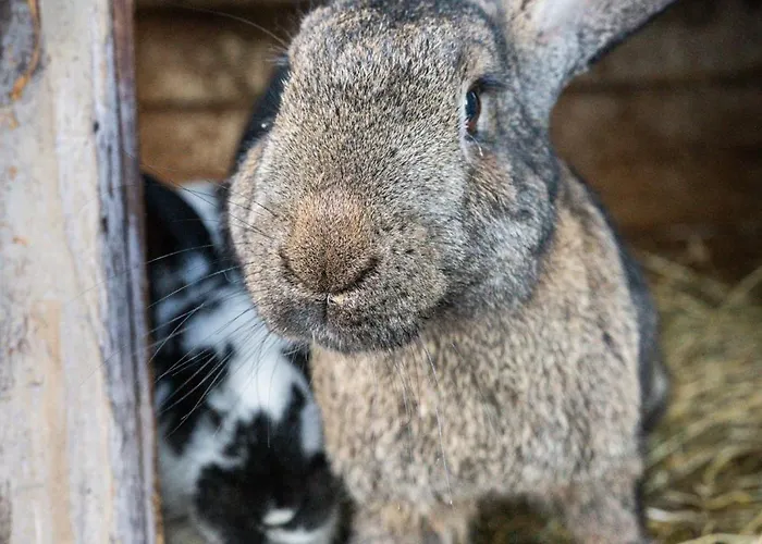 U Gazdy, - Ze Sniadaniem, 1 Km Od Stoku, Idealny Dla Rodzin Z Dziecmi, Z Balia & Apartmán Visla