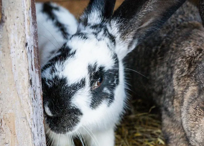 U Gazdy, - Ze Sniadaniem, 1 Km Od Stoku, Idealny Dla Rodzin Z Dziecmi, Z Balia & Apartmán Visla