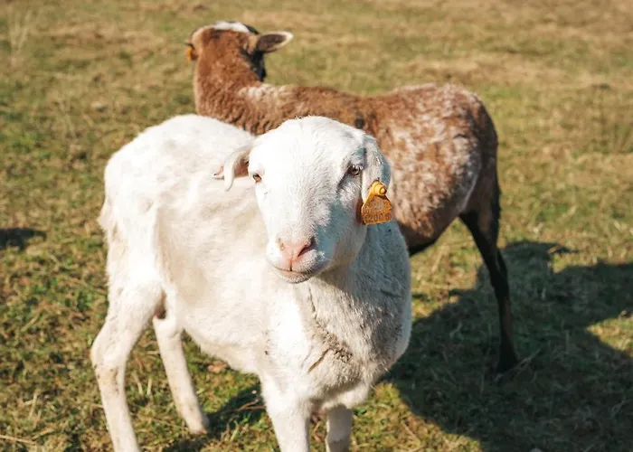 Apartmán Agroturystyka U Gazdy, Wisla - Domowe Sniadania W Cenie, Idealny Dla Rodzin Z Dziecmi, Domek Z Balia & Apartamenty